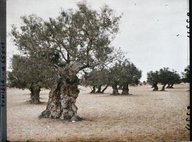 Image représentant Vieux oliviers dans une plantation (culture arabe)