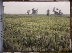 Image représentant Campagne près du Nil