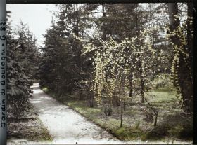 Image représentant Près de la forêt bleue