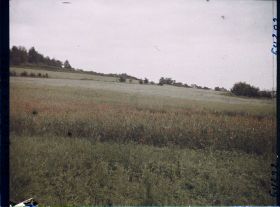 Image représentant Ile de France, Presles, Blé et Coquelicots