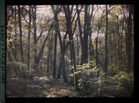 Image représentant Etat de la végétation dans le parc