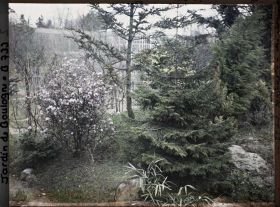 Image représentant Arbuste en fleur planté sur un talus, à la limite du " sanctuaire japonais " et du verger-roseraie