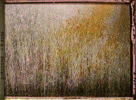 Image représentant France, Echantillonage de Cultures de blé durant la guerre : culture imparfaite et inégalité des tiges : coquelicots, un peu de vesces et "alouettes" ou "pieds d'alouettes".