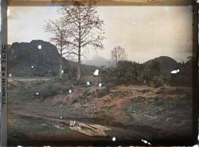 Image représentant Un kapokier en fleurs aux abords de la ville