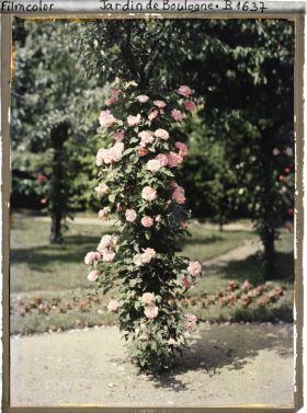 Image représentant Rosier ornant le tronc d'un fruitier, sur le rond-point du verger-roseraie proche de la dépendance