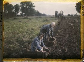 Image représentant Ile de France, Maffliers, Jeunes filles ramassant les pommes de terre après le passage de la charrue