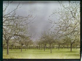 Image représentant Pommiers