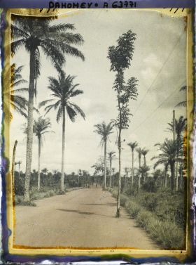 Image représentant Ligne télégraphique suspendue aux arbres le long de la route d'Adjohoun