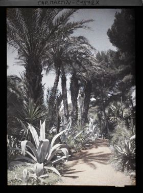 Image représentant Allée bordée d'une rangée de palmiers et autres plantes exotiques à leur pied