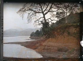 Image représentant Des kapokiers en fleurs au bord de la riviere Noire, entre Hoa-binh et Cho-Bõ