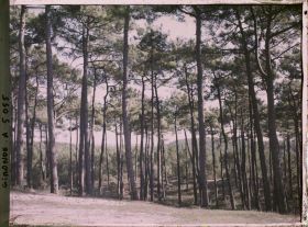 Image représentant Forêt de pins
