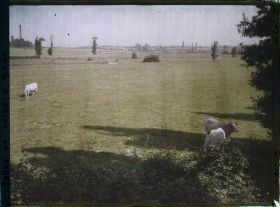 Image représentant Vaches nivernaises au pâturage