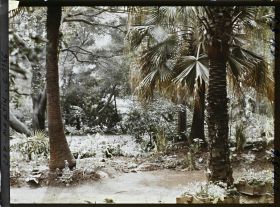 Image représentant Caissettes de jardinier à l'ombre des palmiers