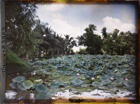 Image représentant Un étang couvert de lotus en fleurs