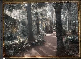 Image représentant Sous-bois de palmiers dans le jardin tropical