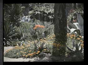 Image représentant Tapis de fleurs, aloès, agaves et autres plantes exotiques ornant le virage d'une allée, vue prise à 12 h