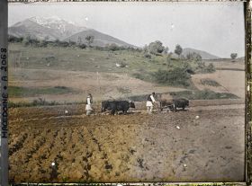 Image représentant Paysans bulgares labourant