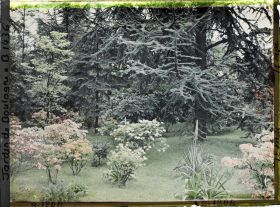 Image représentant Azalées sur la pelouse qui borde la forêt bleue
