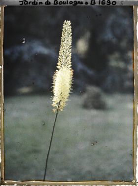 Image représentant Erémurus jaune (gros plan)