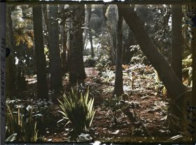 Image représentant le Jardin