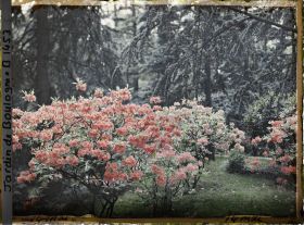 Image représentant Azalées près de la forêt bleue