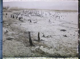 Image représentant Site palafittique préhistorique des Alpes, pieux en bois visibles lors de la baisse des eaux après la grande sécheresse de 1921