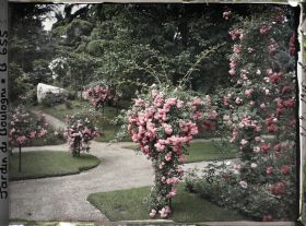 Image représentant Coin sud-est du verger-roseraie orné de rosiers en fleurs, situé à la limite du jardin japonais