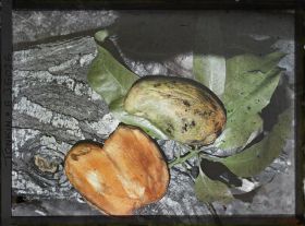 Image représentant Les feuilles et les fruits du manguier