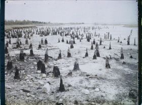 Image représentant Site palafittique préhistorique des Alpes, pieux en bois visibles lors de la baisse des eaux après la grande sécheresse de 1921