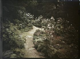 Image représentant Anémones du Japon en fleurs, ornant un sentier de sous-bois