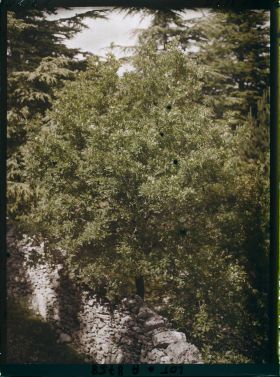 Image représentant France, Roc-Amadour, L'un des plus vieux chênes truffiers de la région : il meurt de ces tubercules !!