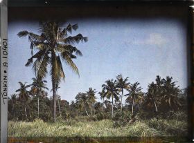 Image représentant Des cocotiers