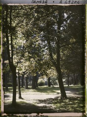 Image représentant Canada, Victoria, Beaconhill parc, autre vue sous bois