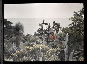 Image représentant Figuiers de Barbarie, vue vers la Mer