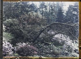 Image représentant Coin de paysage fleuri au bord d'étroits chemins situés à l'ouest du " village japonais "