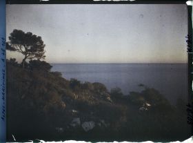 Image représentant Pin dominant la mer dans la lumière du soir (propriété d'Albert Kahn ?)