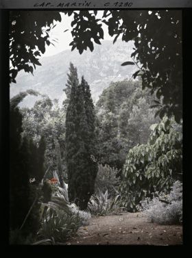 Image représentant Végétation du jardin et fond de montagne