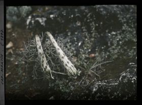 Image représentant Fleurs de cactus fanées