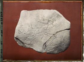 Image représentant France, St Germain-en-Laye, Tête de bouquetin gravé s/ Calcaire 56751