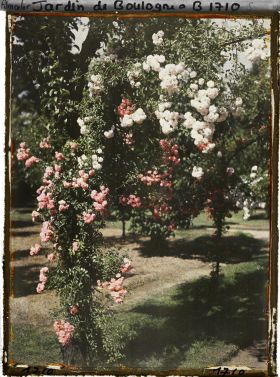 Image représentant Ornementation de roses entrelacées, en partie sud-ouest du verger-roseraie ?