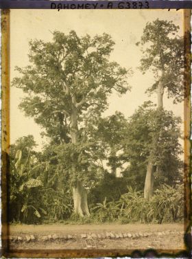 Image représentant Des kapokiers et des bananiers