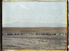Image représentant Un troupeau de chevaux, au fond, le Jibal Al Amnos (Monts Amanus)