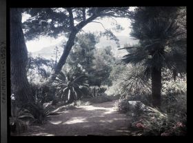 Image représentant Allée bordée de palmiers, cycas et autres plantes exotiques, vue en direction de Monaco