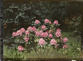 Image représentant Rhodos rose près de la forêt dorée