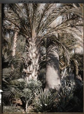 Image représentant Cap-Martin - Le Jardin