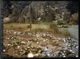 Image représentant Nénuphars en fleurs dans un " étang " du marais, vu vers le sud-est