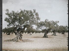 Image représentant Vieux oliviers dans une plantation (culture arabe)
