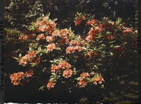 Image représentant Azalées rouges