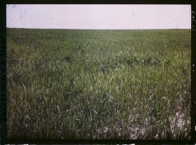 Image représentant France, Fontenay-Fleuri, Champ de blé (N° 2)