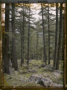 Image représentant Paysage de forêt dans la région de Roseg